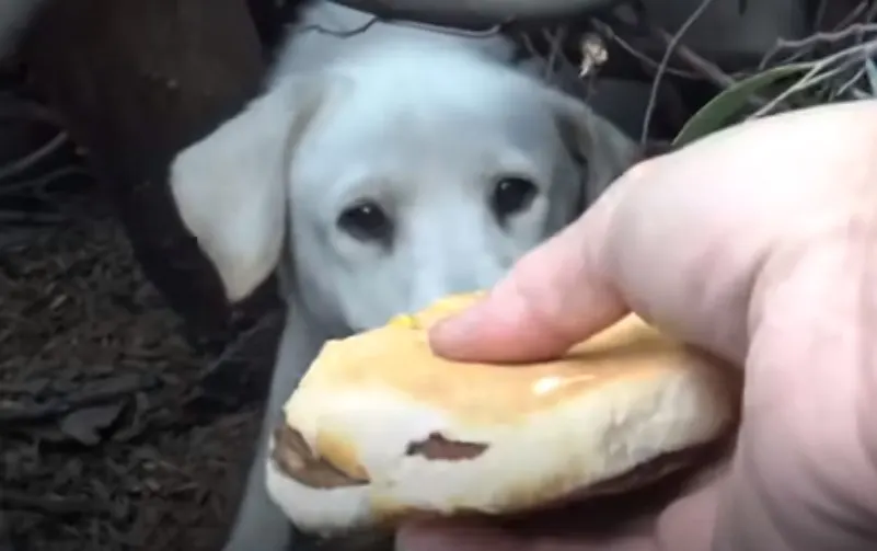 rescuer feeding a dog