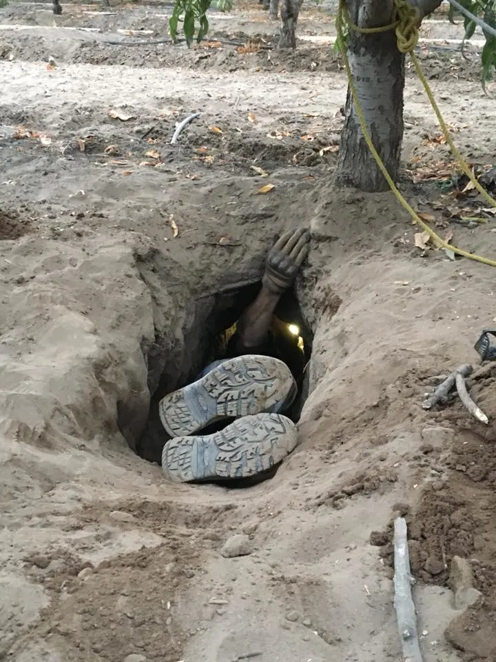 rescuers saves puppies from a hole