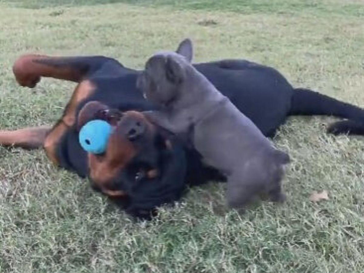 rottweiler and puppy playing on grass