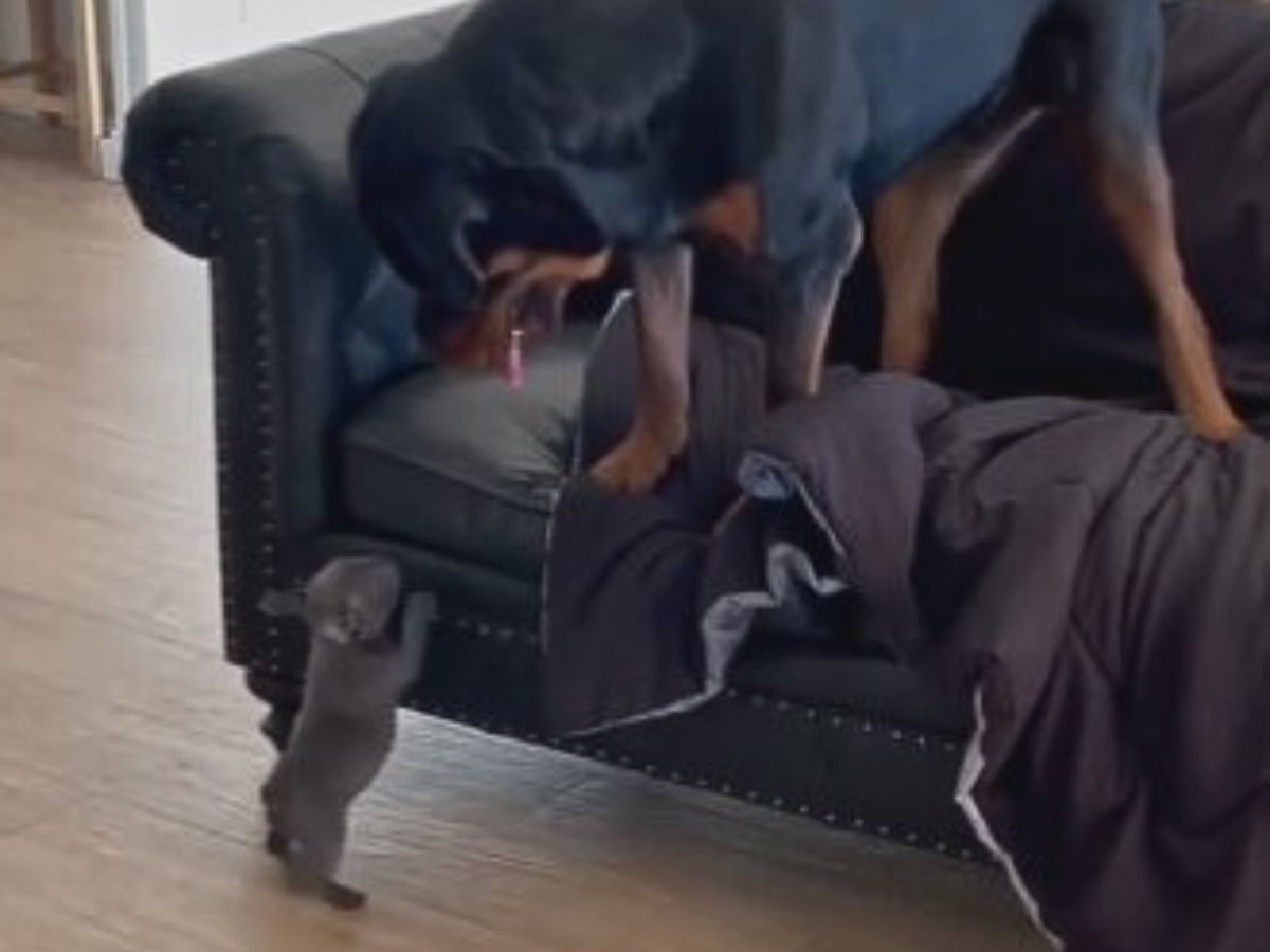 rottweiler standing on couch and looking at tiny puppy