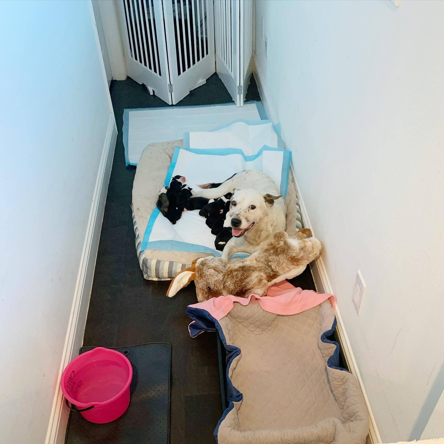 saved-dog-with-puppies-laying-in-the-room