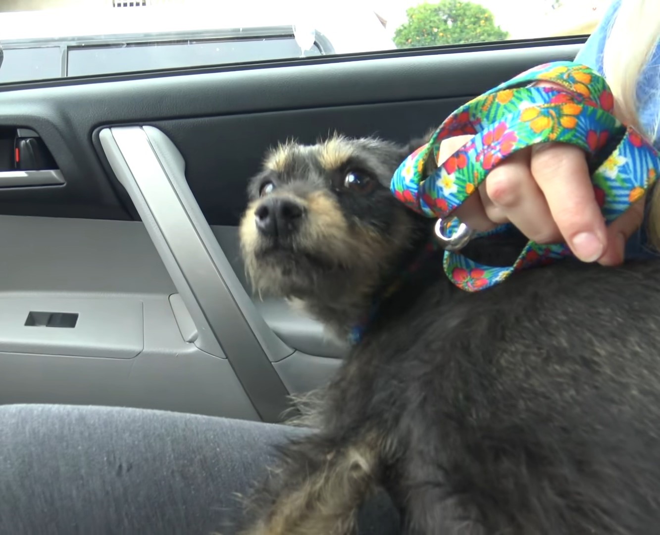 scared dog in a car