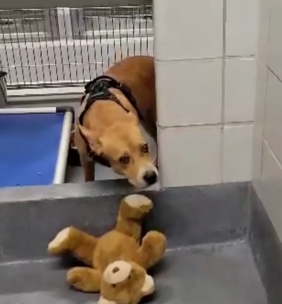 scared dog with teddy bear