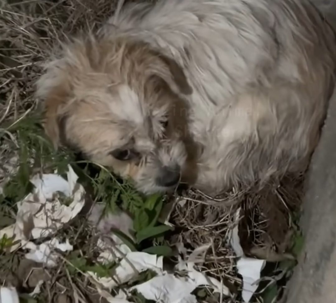 Desperate Mama Dog Leaves Rescuers In Total Shock As She Carries Her Desperate mama dog leaves rescuers in total shock as she carries her