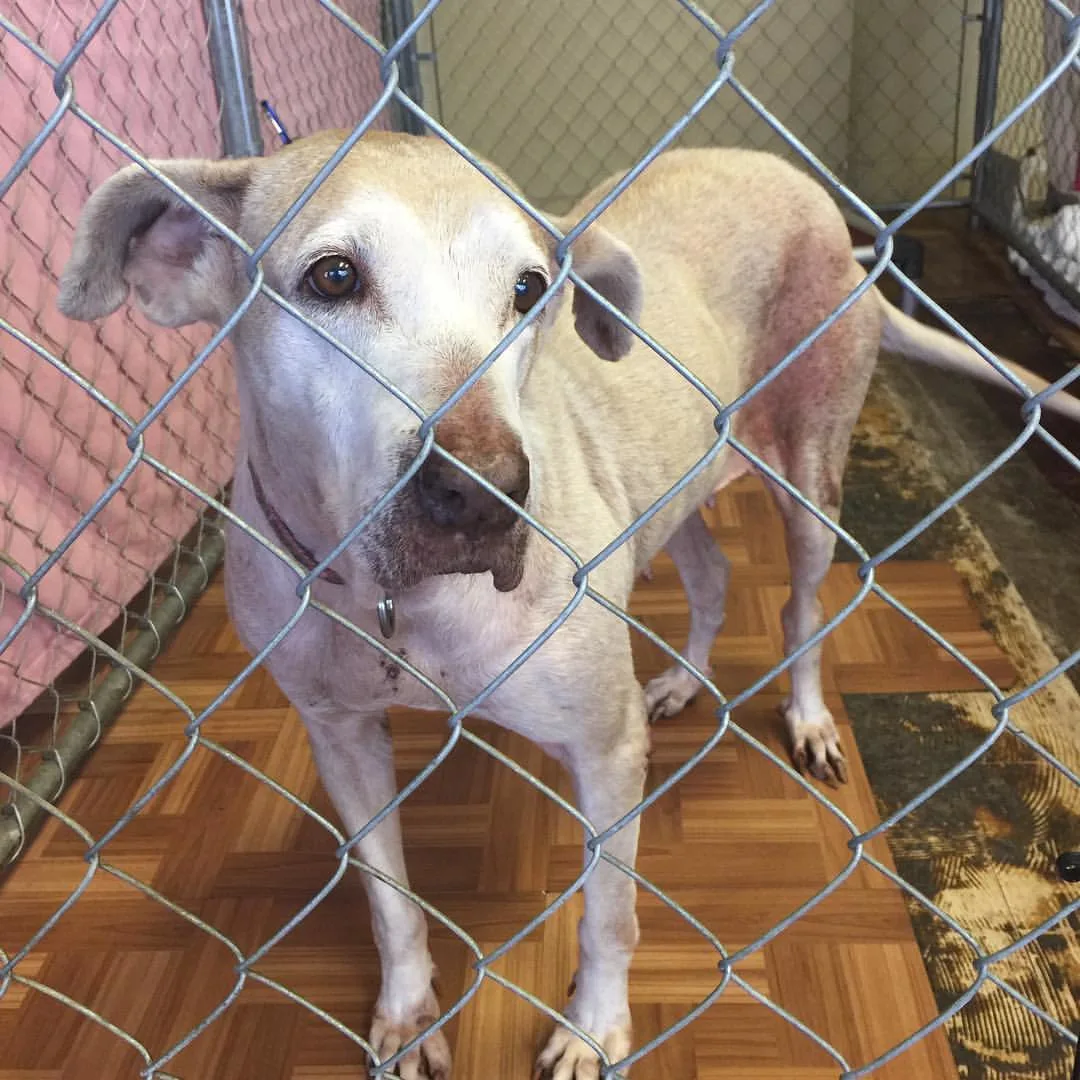 senior dog at the shelter