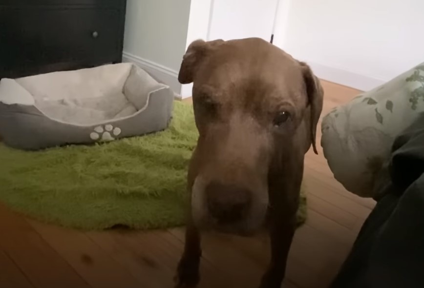 senior dog standing by the bed