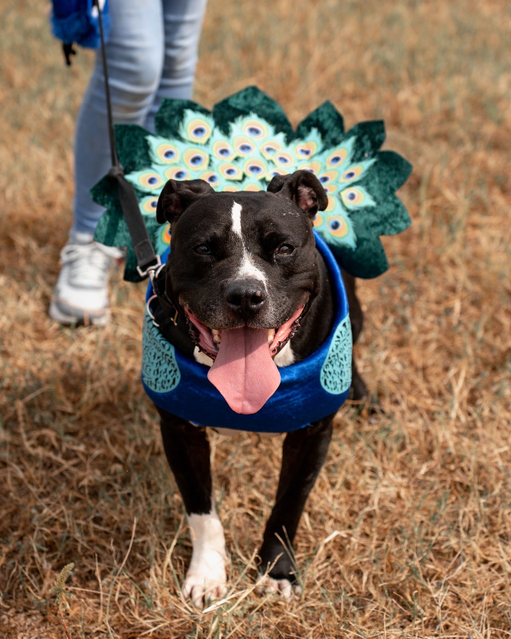 shelter dog wearing a costume