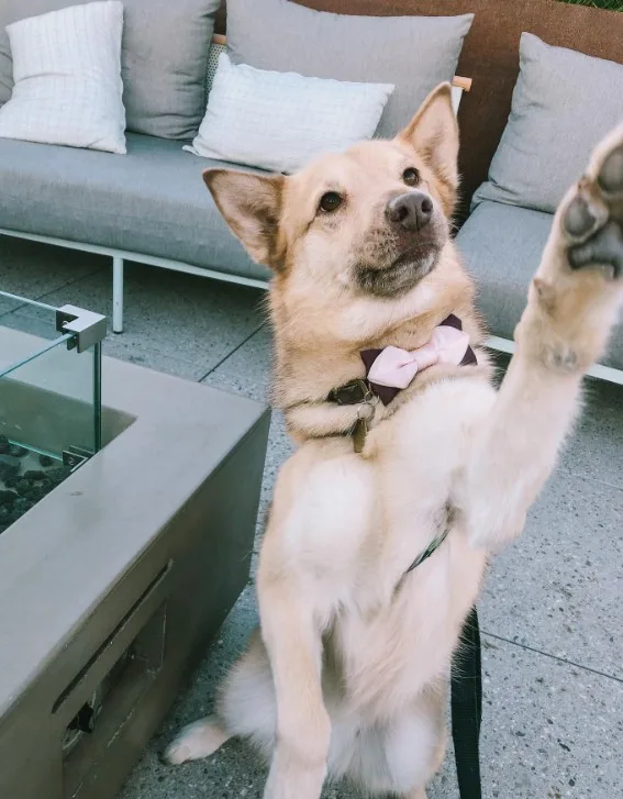 smart dog with raised paw