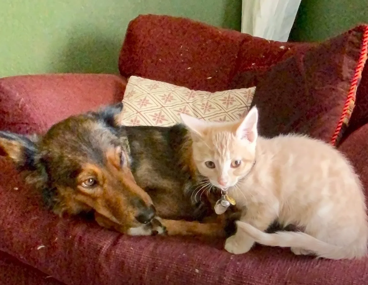 the cat approaches the dog lying on the red couch