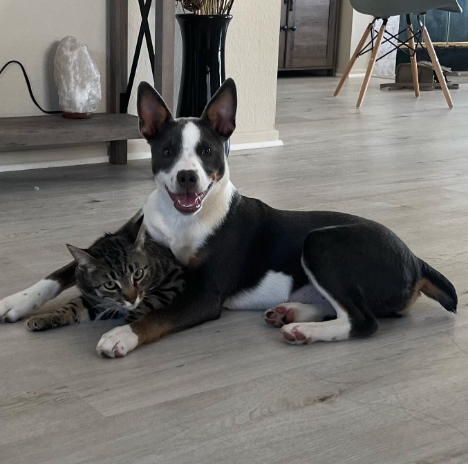 the cat lies under the chest of the smiling dog