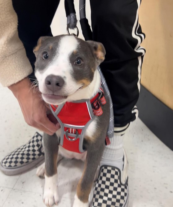 the confused dog sits at the owner's feet