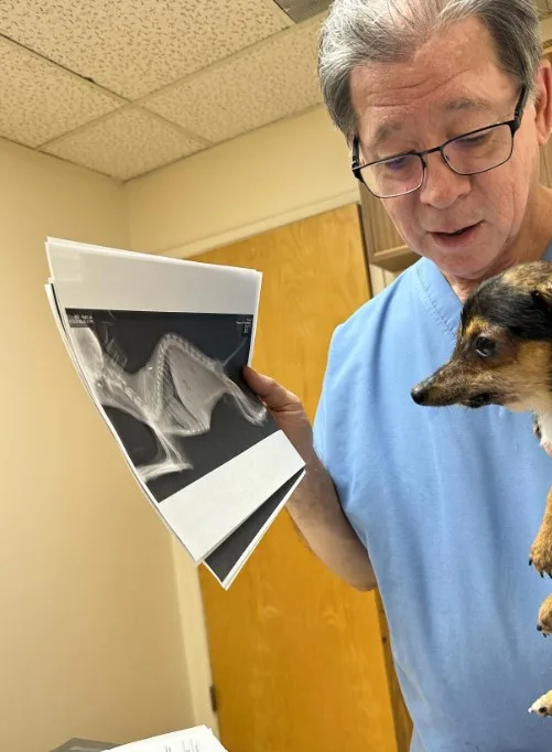 the doctor shows the puppy his x-ray