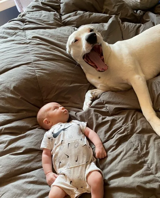 the dog and the baby are lying on the bed