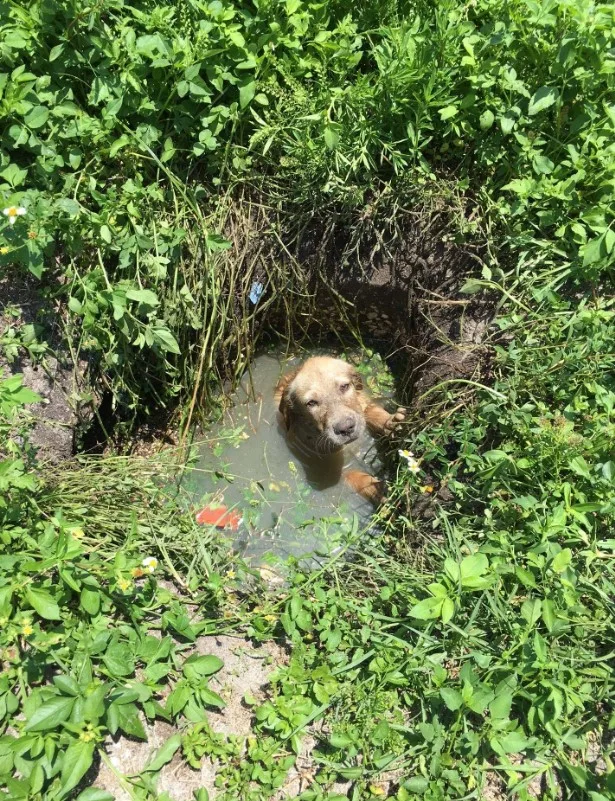 the dog fell into the septic tank