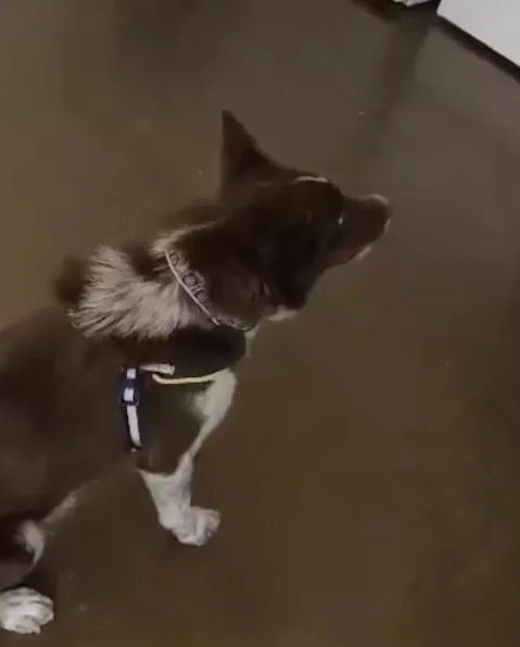the dog is calling its owner