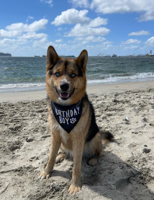 the dog is sitting on the beach and looking at the camera