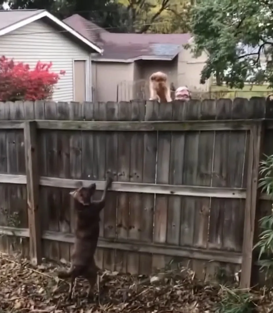 the dog is trying to climb the fence