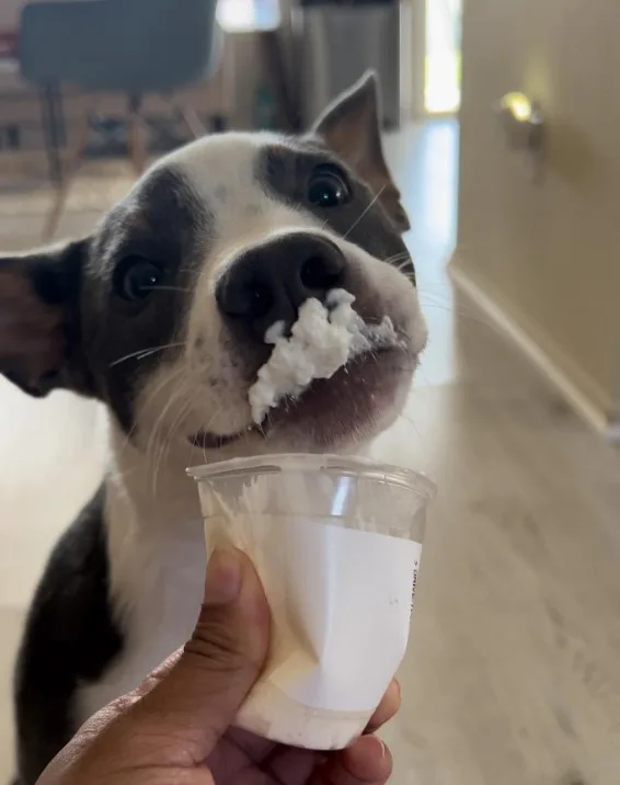 the dog licks the yogurt from the glass