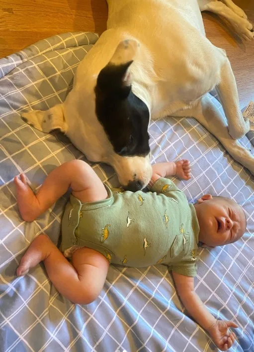 the dog lies next to the crying baby