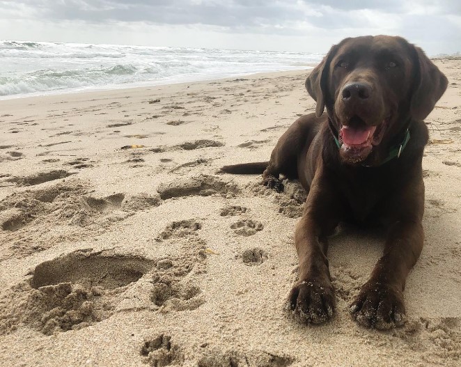 the dog lies on the beach and looks ahead