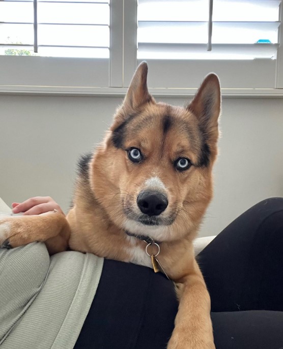 the dog lies on the woman's stomach