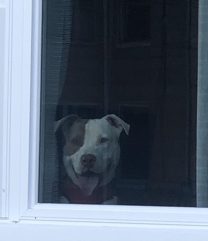 the dog sits by the window and looks around outside
