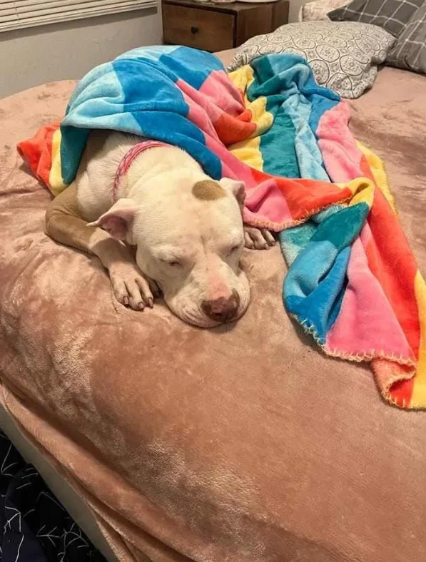 the dog sleeps on the bed covered with a colorful blanket