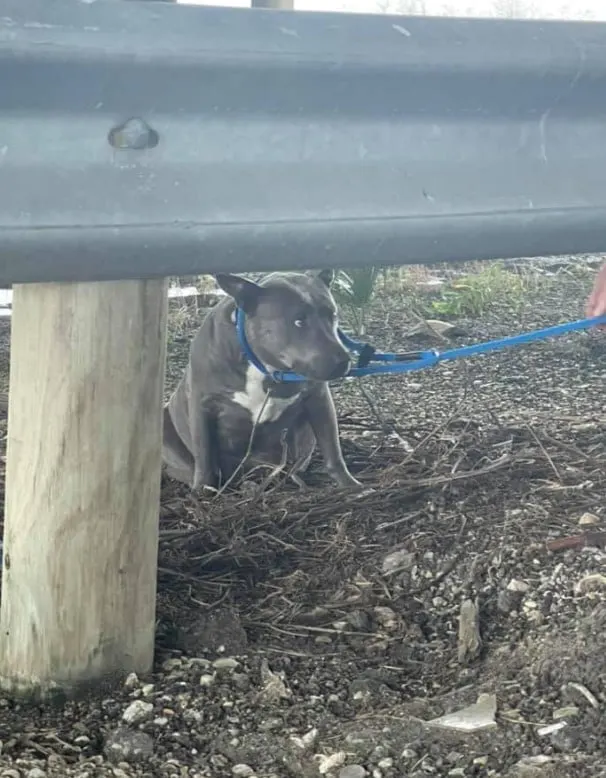 the dog tied up and left under the overpass