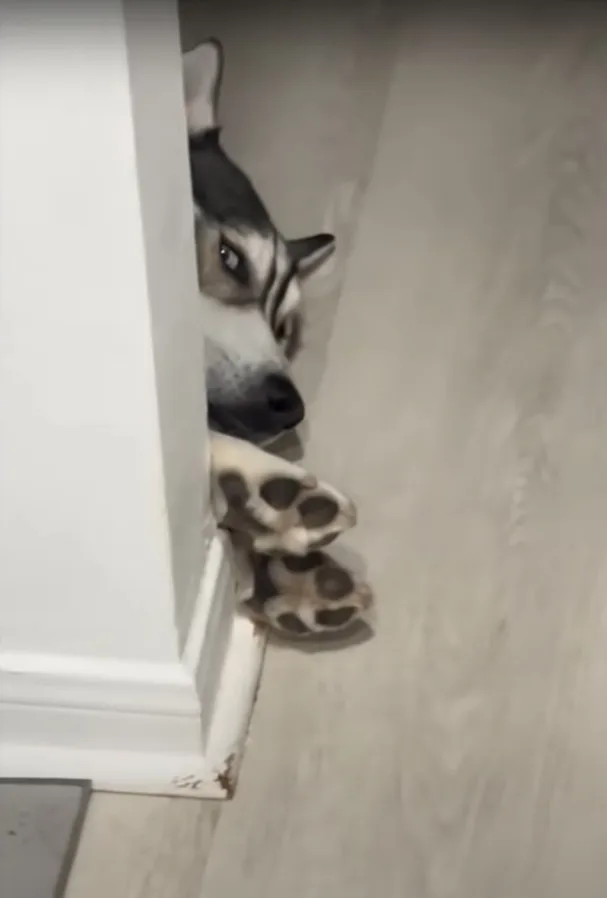 the husky hides behind the wall