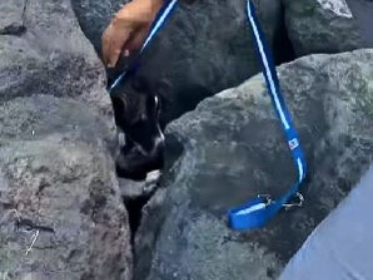 the man pulls the dog that ran among the rocks by the leash