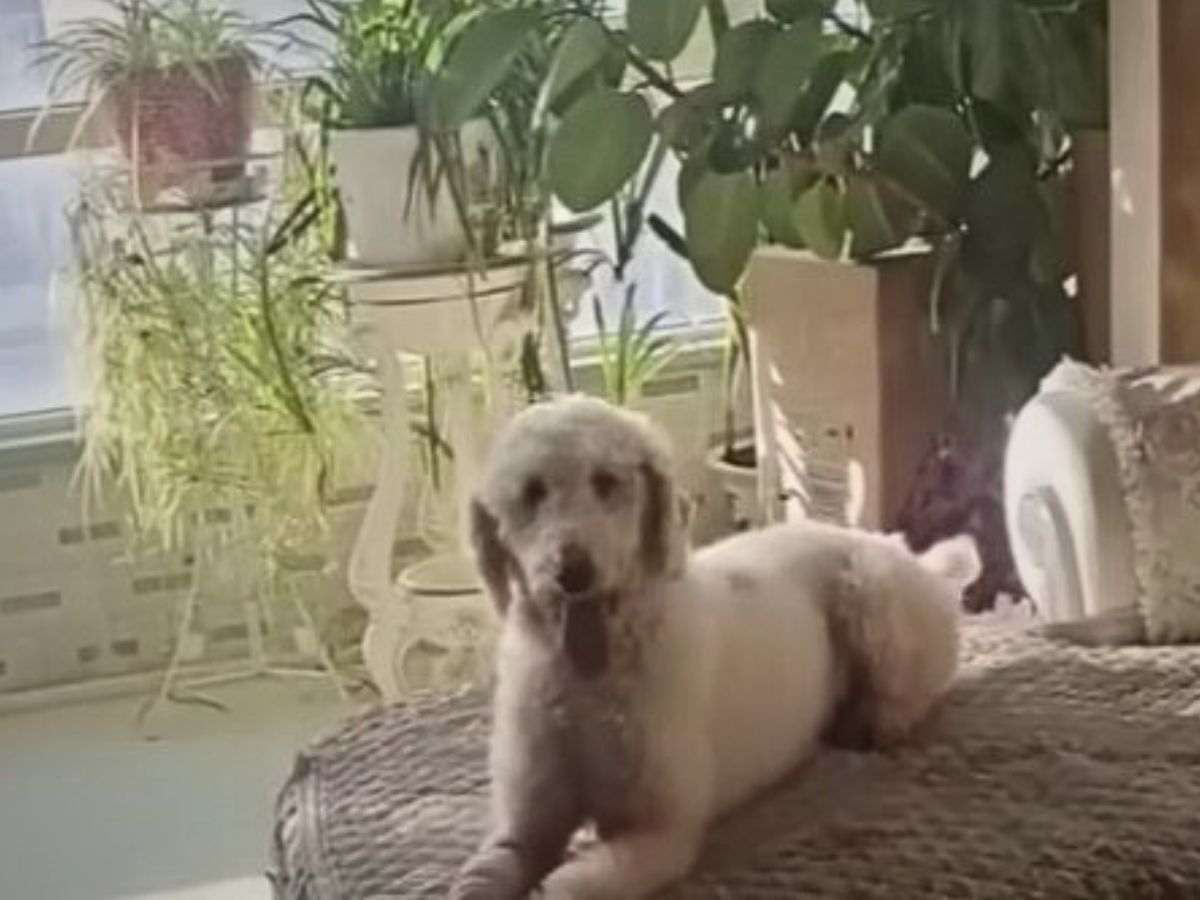 the poodle is lying on the couch and looking at the camera