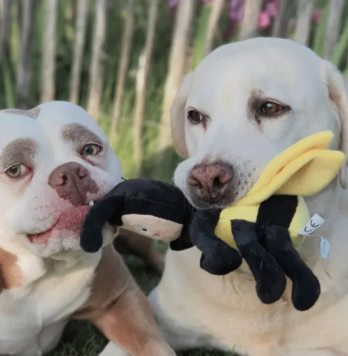 the run of the saddest dog and a labrador with a stuffed toy in its mouth