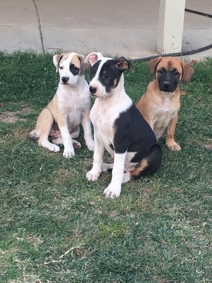 three beautiful puppies