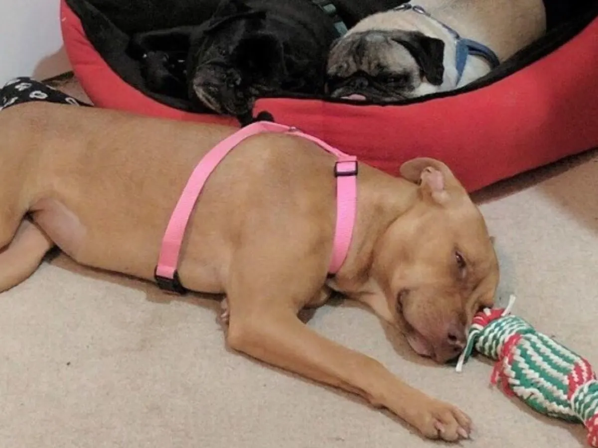 three dogs sleeping together