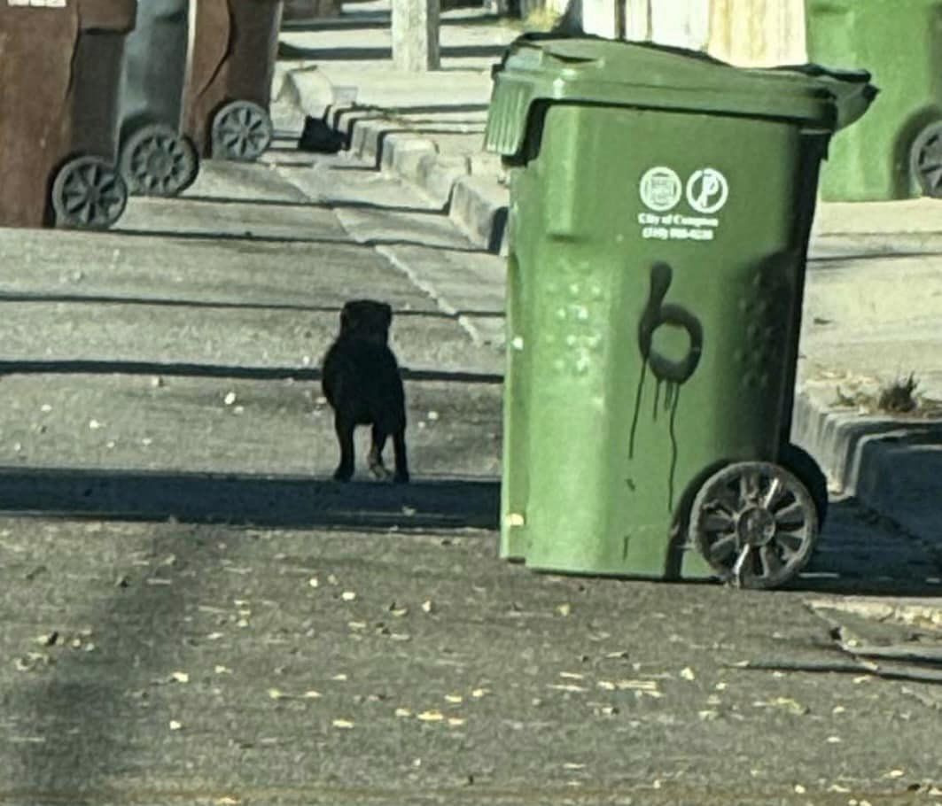 tiny dog walking on the street