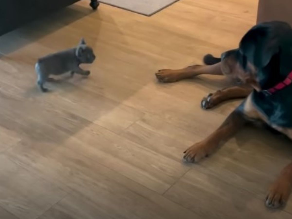 tiny puppy walking up to rottweiler
