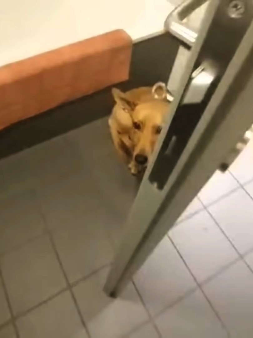 traumatized dog by the door