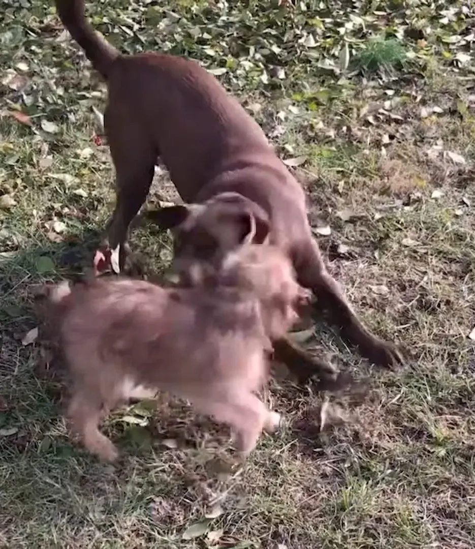 two brown dogs are playing in the meadow