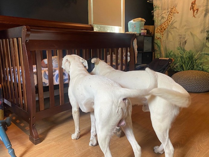 two dogs are standing next to a crib with a baby