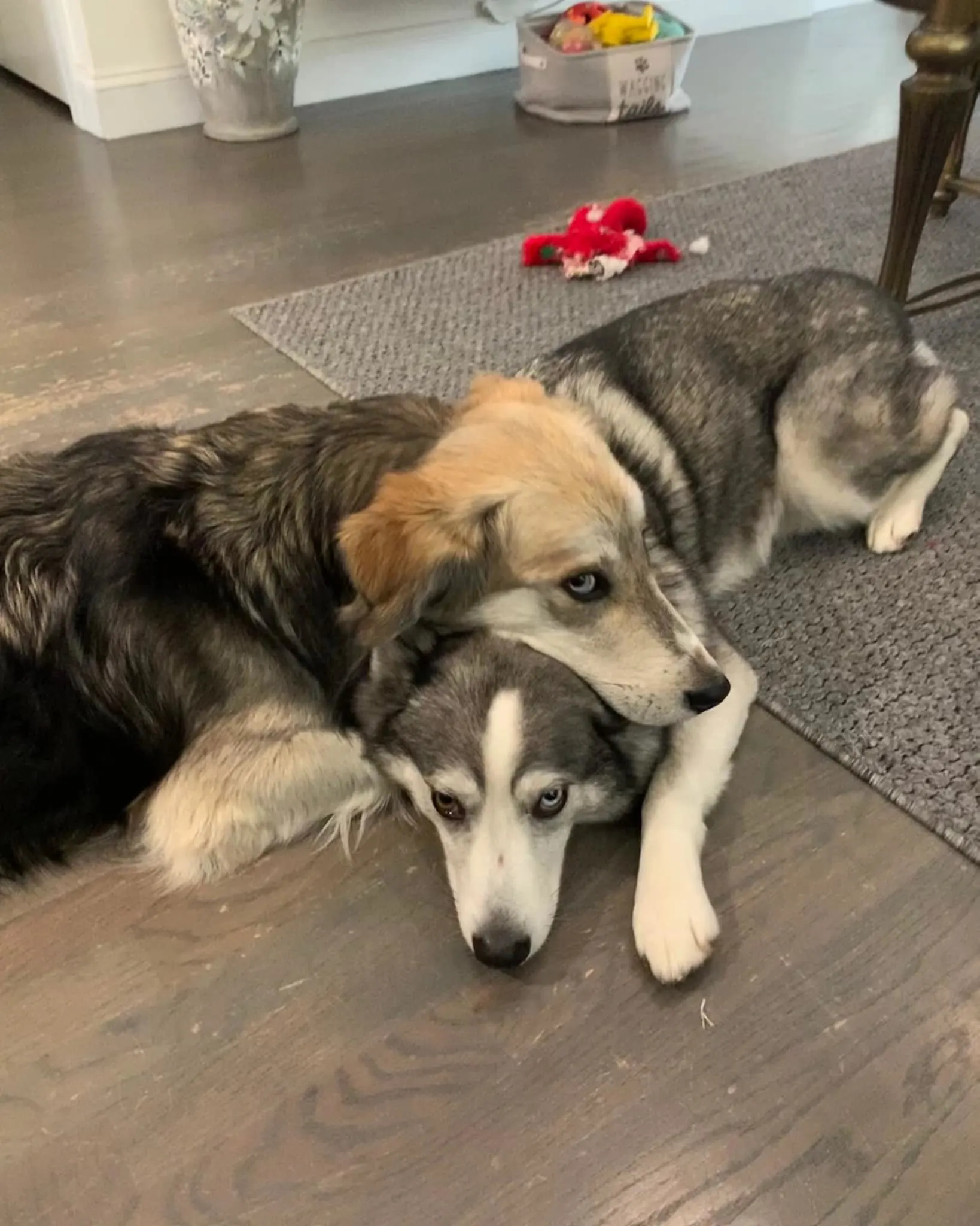 two dogs laying on each other