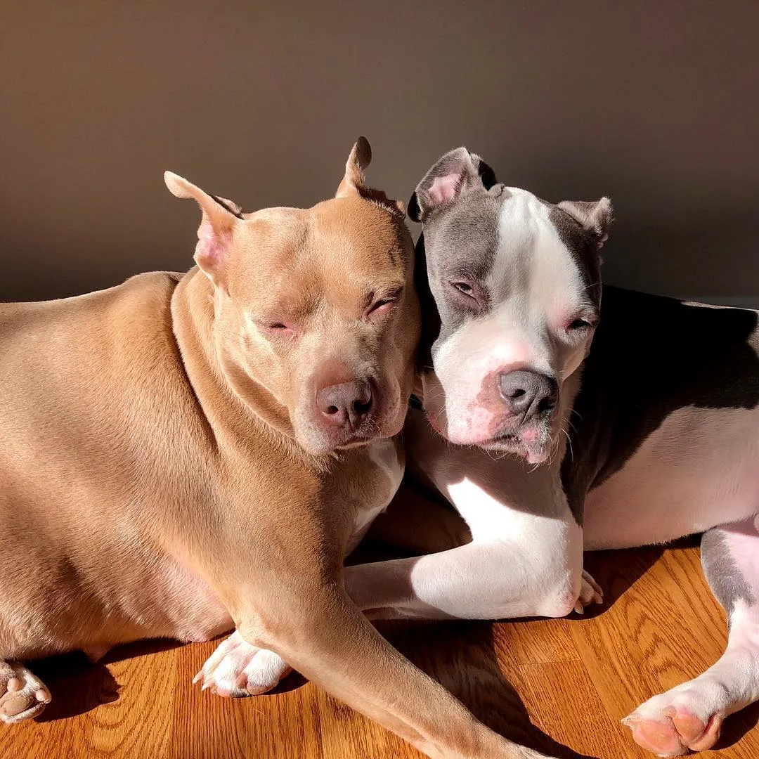 "dos