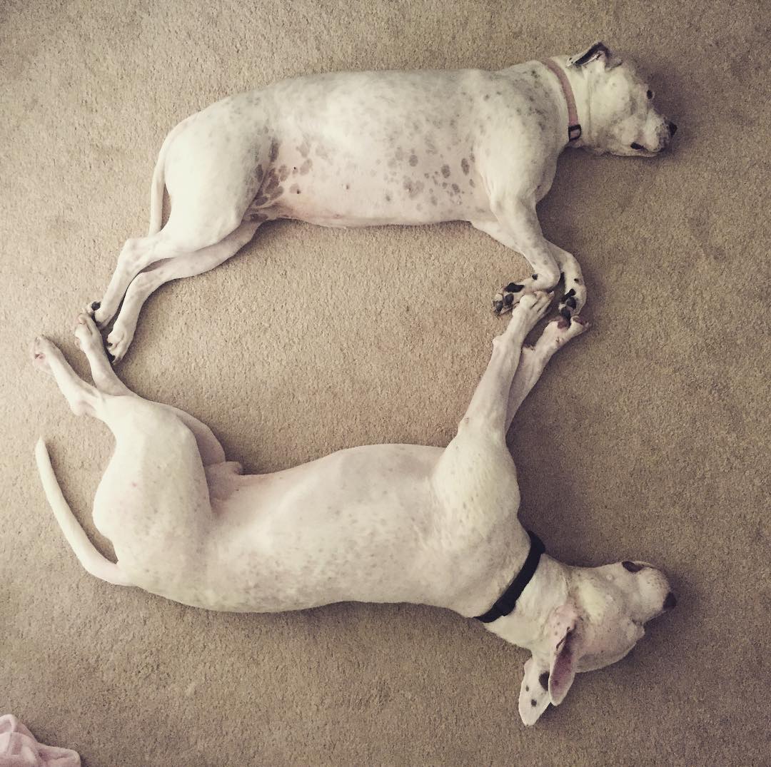 two dogs lying on floor