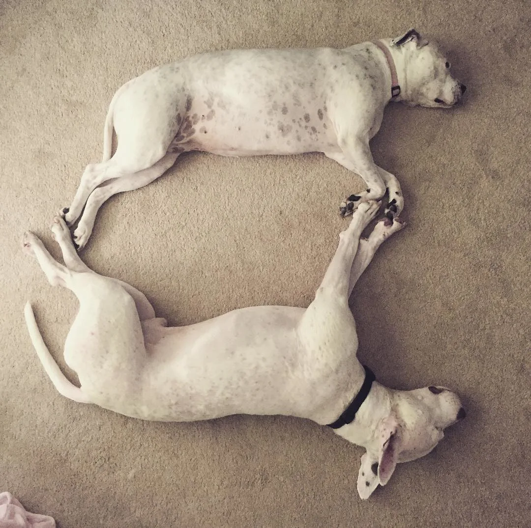 two dogs lying on floor