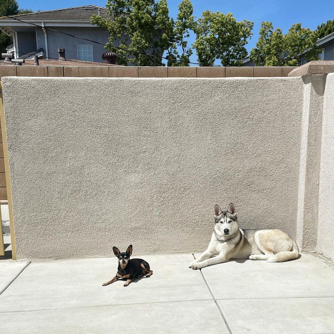 two dogs lying outside in sunshine