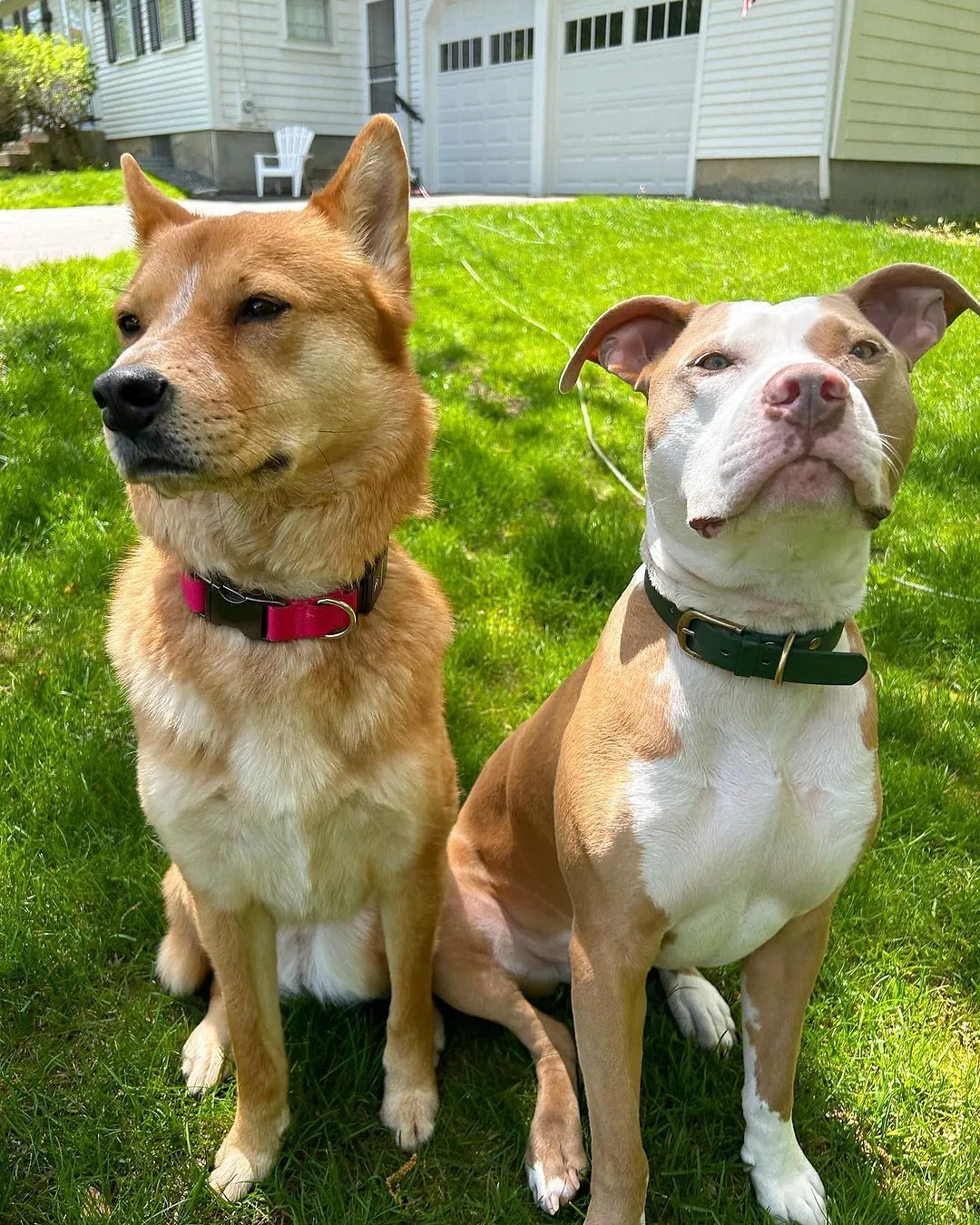two dogs sitting in front of the house