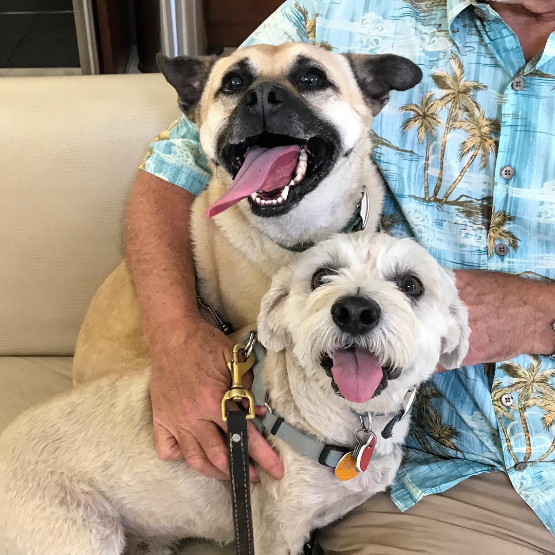 two dogs sitting next to a man