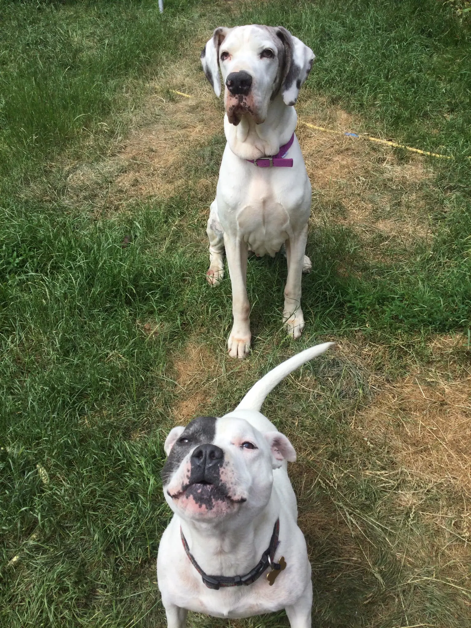 two dogs sitting on the ground