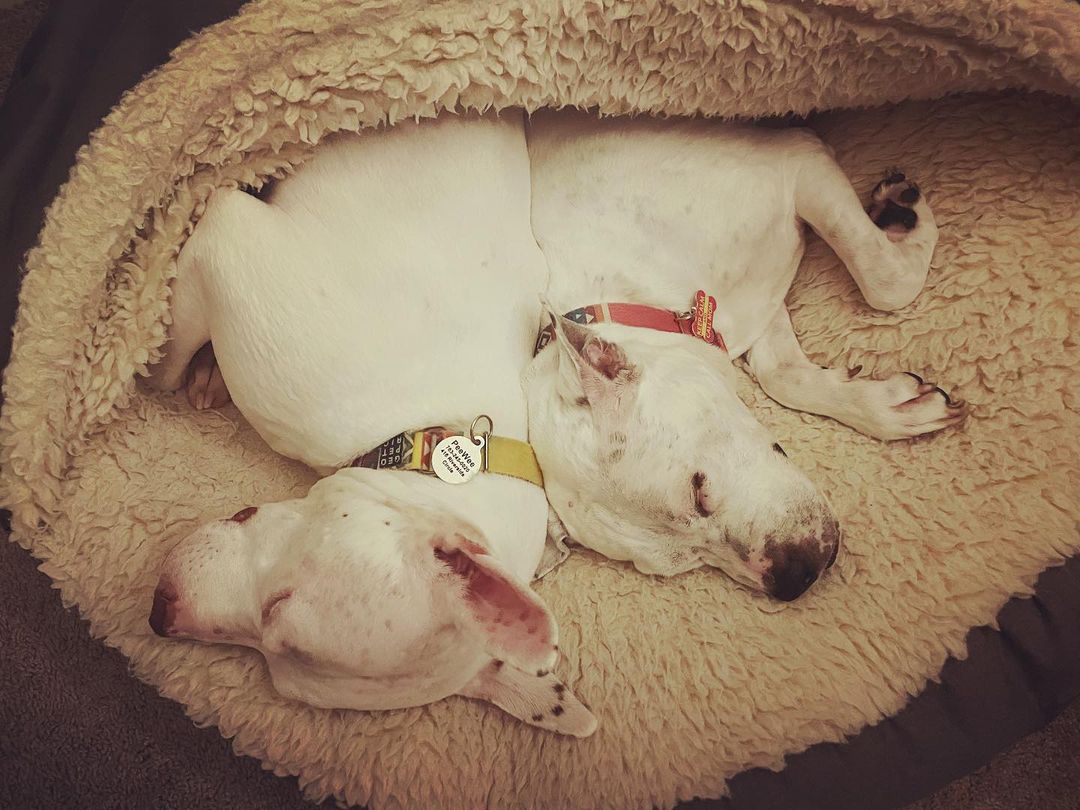 two dogs sleeping under a cover