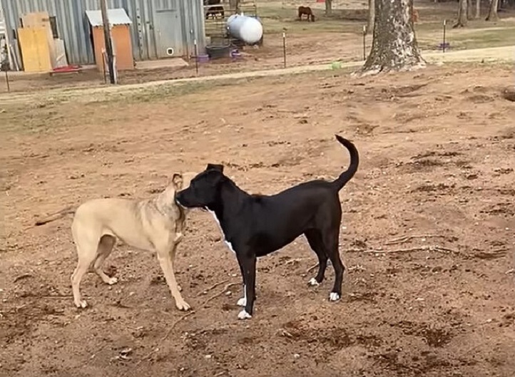 two dogs sniffing each other