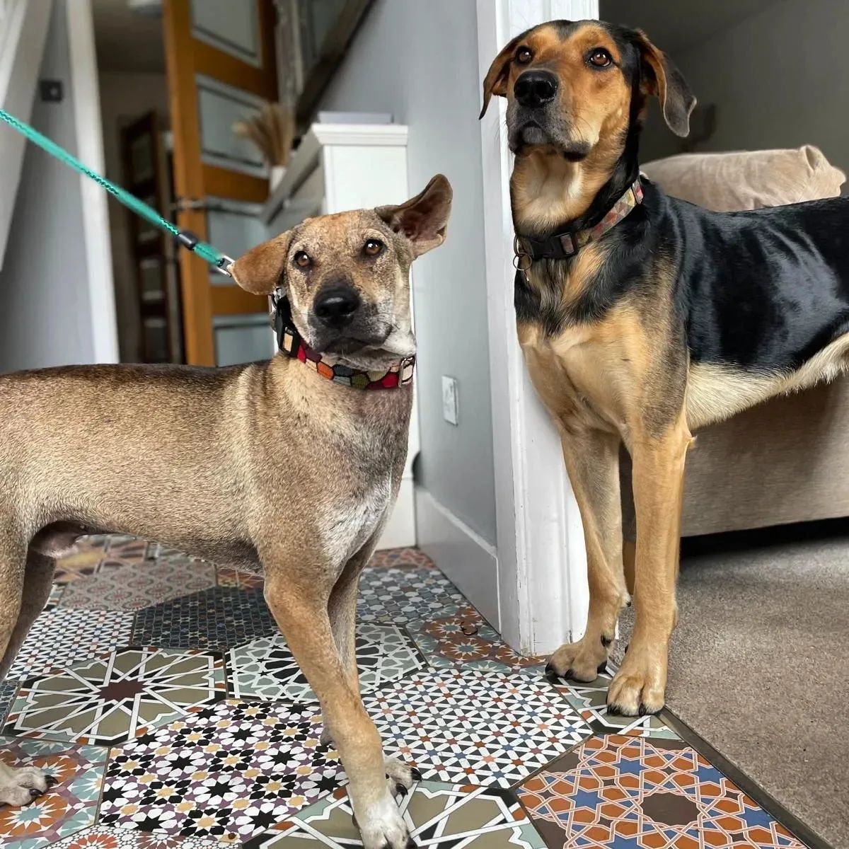 two-dogs-standing-at-home